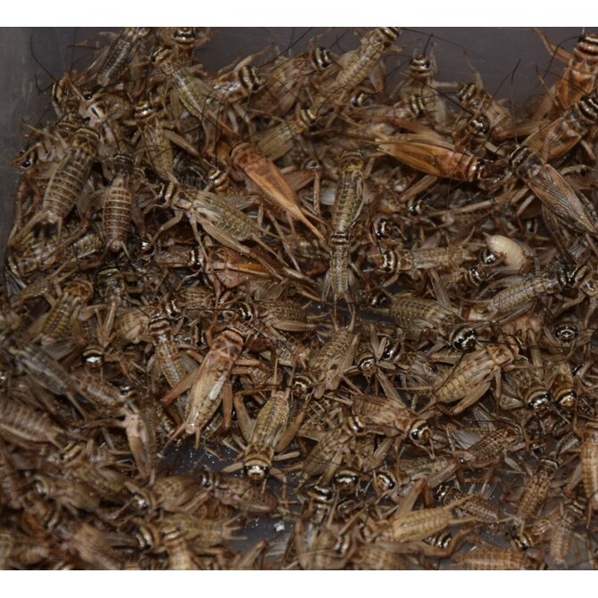 Cvrček - střední - (domácí, banánový) - 0,5 dcl