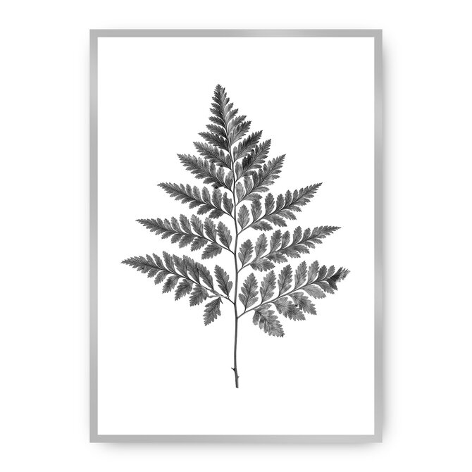 Dekoria Plakát Fern Grey, 21 x 30 cm, Ramka: Srebrna