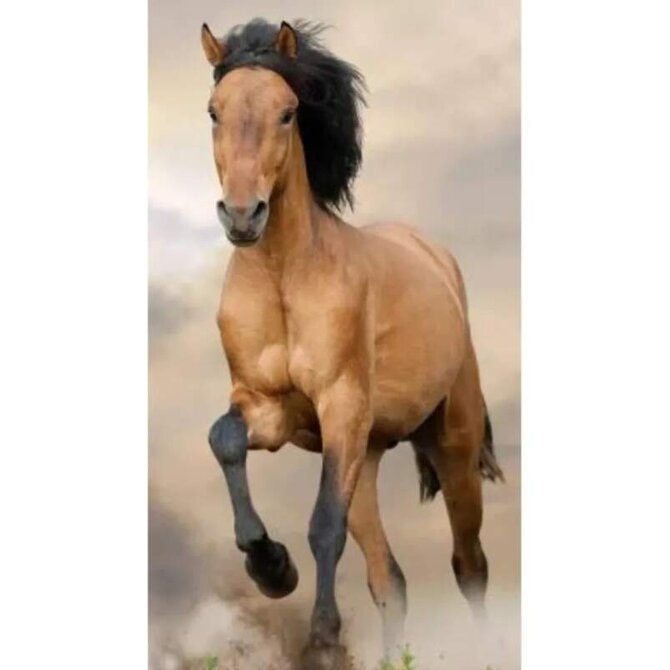 Carbotex Horses Brown BRM013759 plážová osuška hnědá 70x140 hnědá.