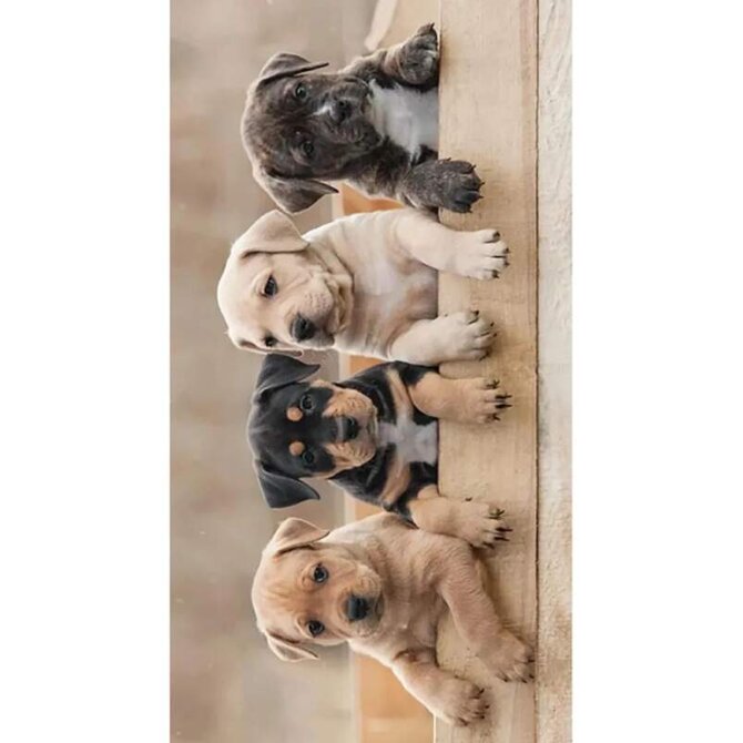 Carbotex Dog Team BRM013773 plážová osuška barevná 70x140 barevná